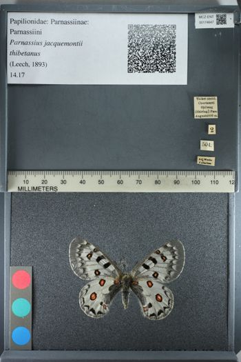 Media type: image;   Entomology 174647
